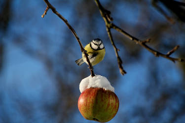 Snowy Apple