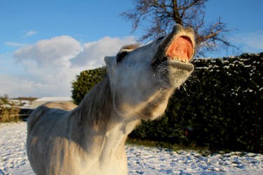 Snow in November?