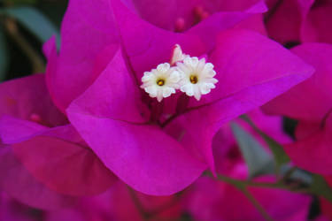 bougainvillea 