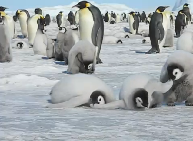 Biting Baby Penguins