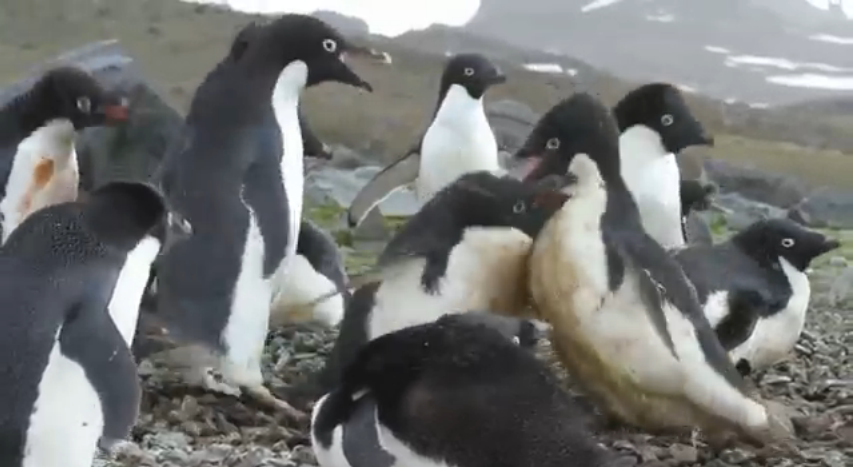 ADELIE PENGUIN FIGHT XD