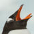 Yawning Gentoo Penguin Icon