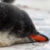 Baby Gentoo Penguin Sleep Icon