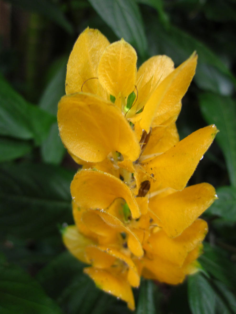 Bulbs of Yellow