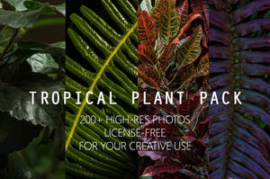 Tropical Plant Pack