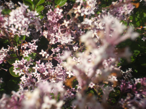 Lilacs