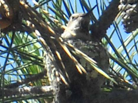 Hummingbird in his nest