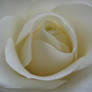 Just a white rose