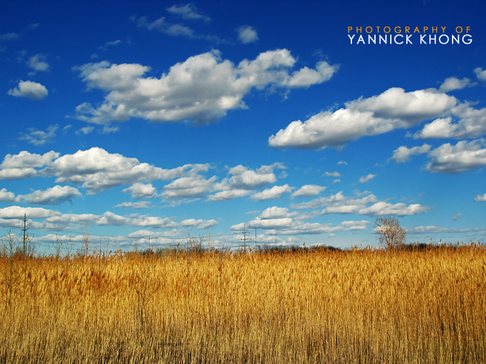 Yellow Fields