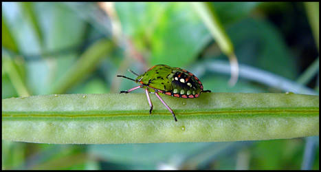 Shield beetle