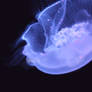 JELLY FISHING, JELLY FISHING