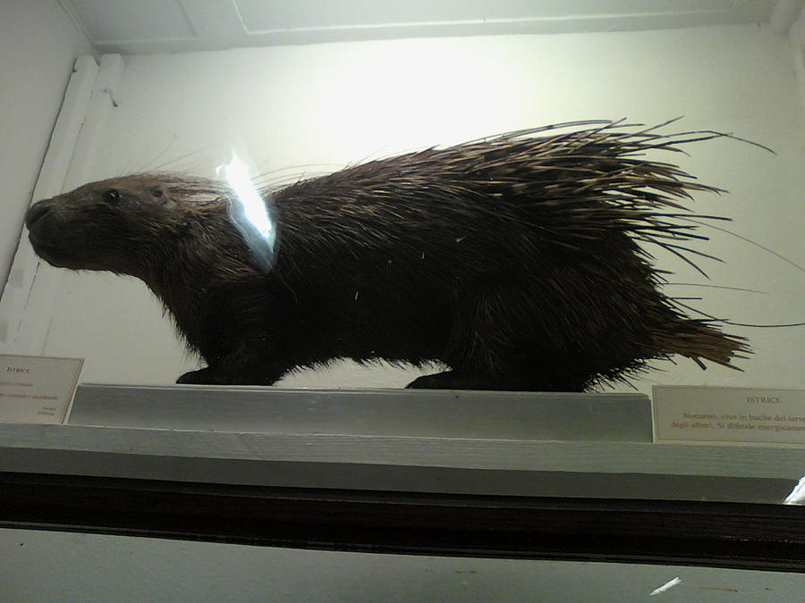 Crested porcupine