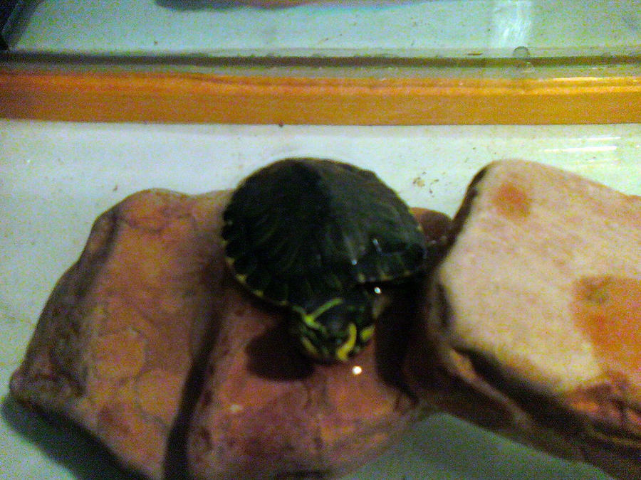 My sister's turtle