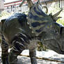 A female Pachyrhinosaur