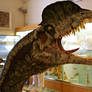 Dilophosaurus wetherilli - Reconstruction of head