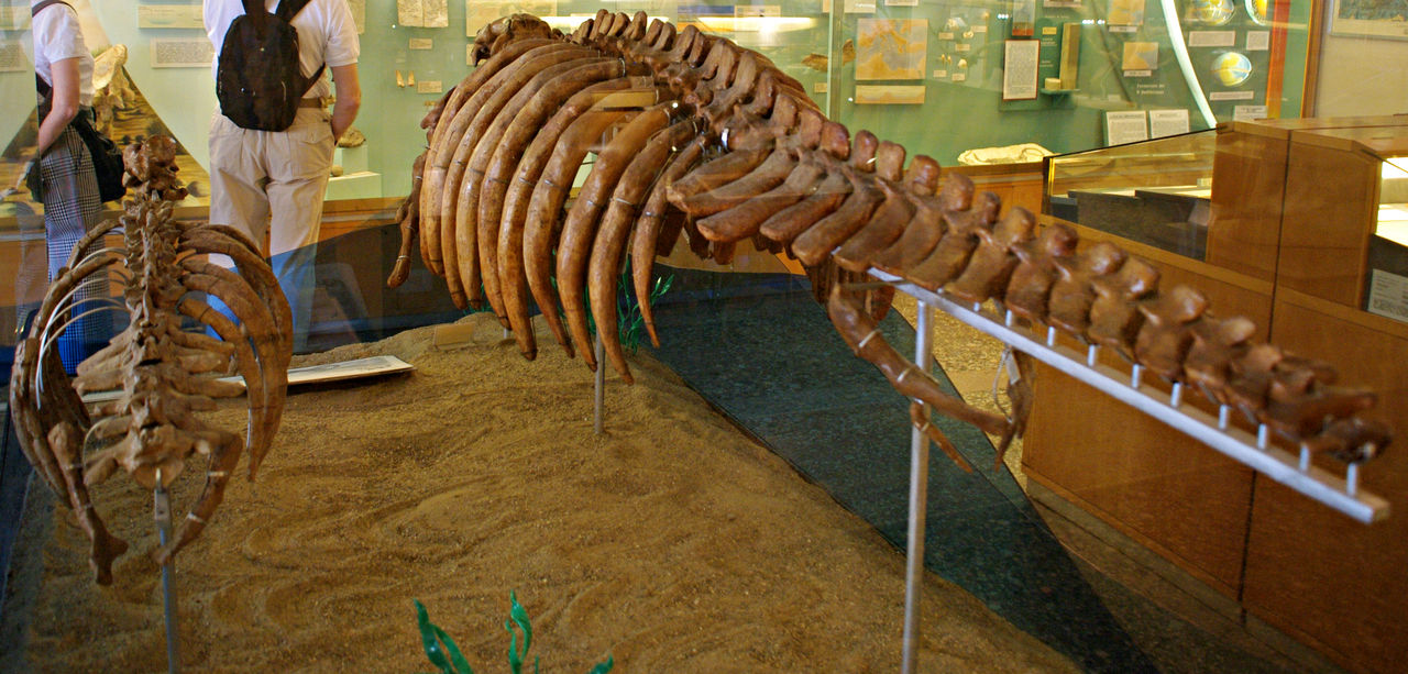 Two skeletons of Sirenians by Lynus-the-Porcupine on DeviantArt