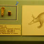 Prehistoric aardvark