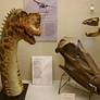 Head of Europasaurus holgeri and Diplodocus skull