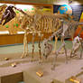 Skeleton of the horse: from past to present day