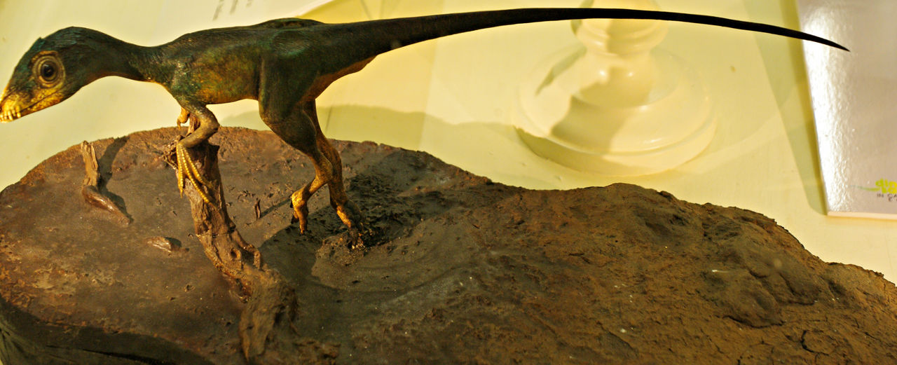 Scipionyx samniticus - 'Ciro'