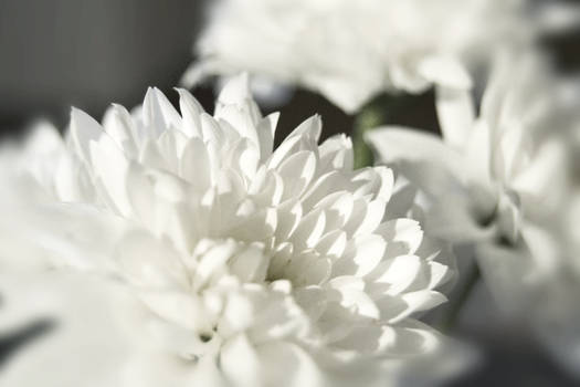 White flowers...