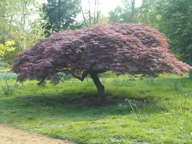 The Maple tree