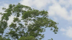Stock-footage-bamboo-leaves-in-the-wind-storm-thai by BrunoKopte