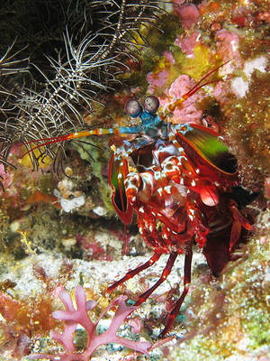 449px-Curious mantis shrimp from Gilli Banta reef by BrunoKopte