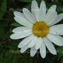 Daisy With Raindrops 2