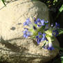 Blue Gentian Love