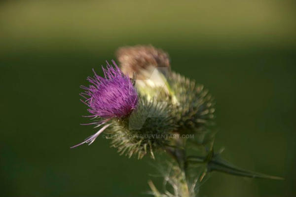 Distel by LeahLecter on DeviantArt
