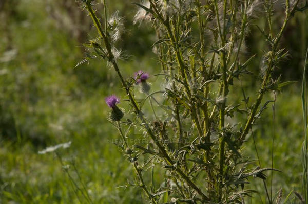 More Distel by LeahLecter on DeviantArt