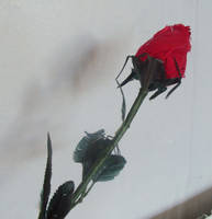 Rose 1