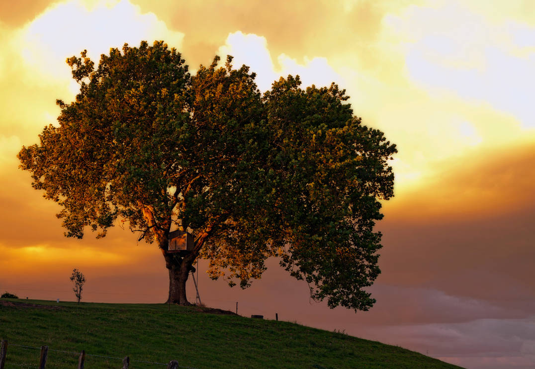 Tree House by Capturing-the-Light