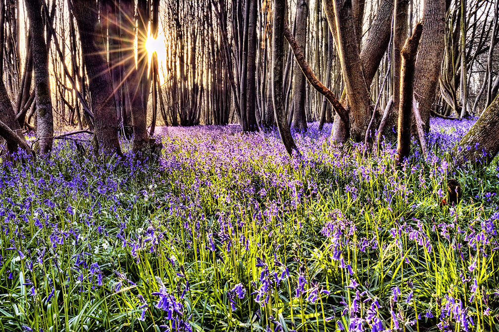 Evening Light, Bluebell Delight