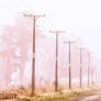 Foggy Morning in New Zealand.