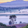 Waikato morning 2 facebook