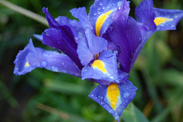 Flower with Waterdrops