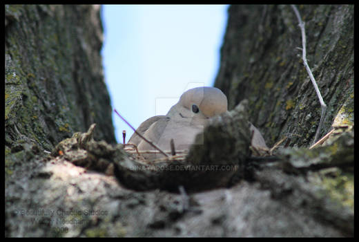 Dove