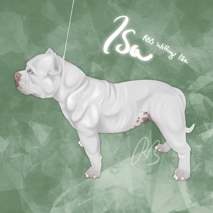 Bully Deviantart RBs Willing Isa - Pocket Bully by RBsBullies on DeviantArt