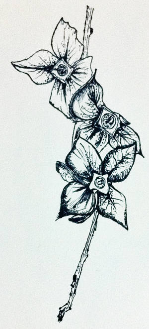 Flower Illustration