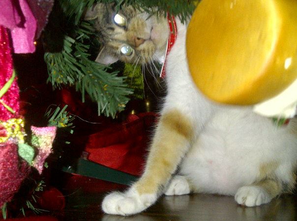 THE CAT WHO STOLE XMAS