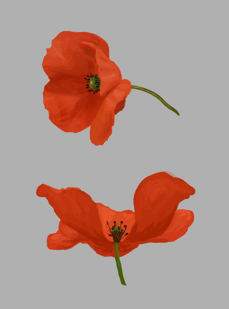 Poppy Visualiser A poppy study by PaintGulper on DeviantArt