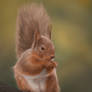 Red Squirrel