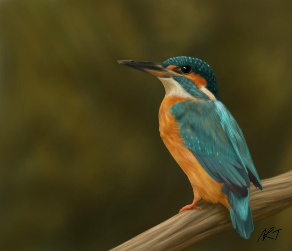 Kingfisher by quarridors