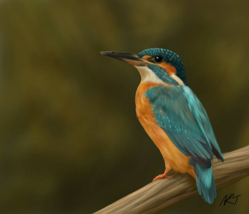 Kingfisher by quarridors