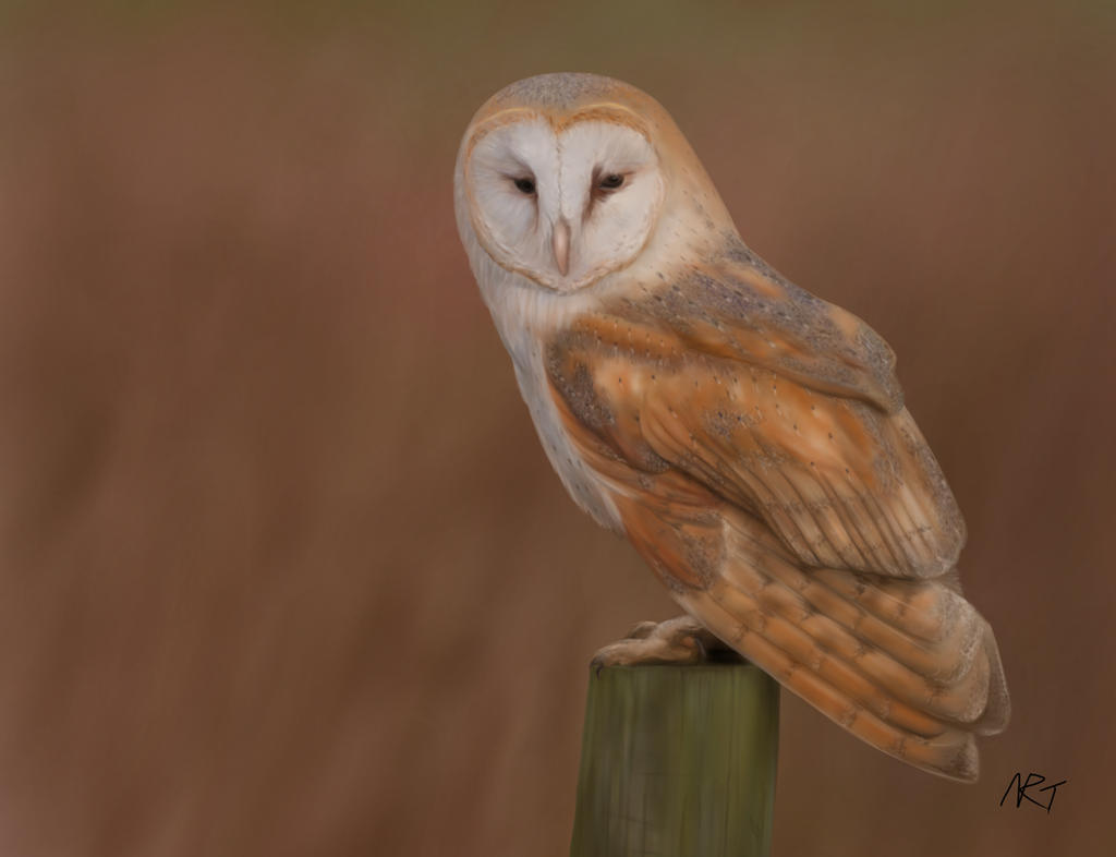 Barn Owl by quarridors