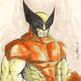 Wolverine