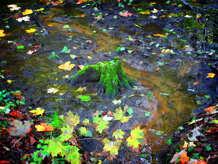 Stump in Autumn