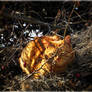 Cat lying in her nest.